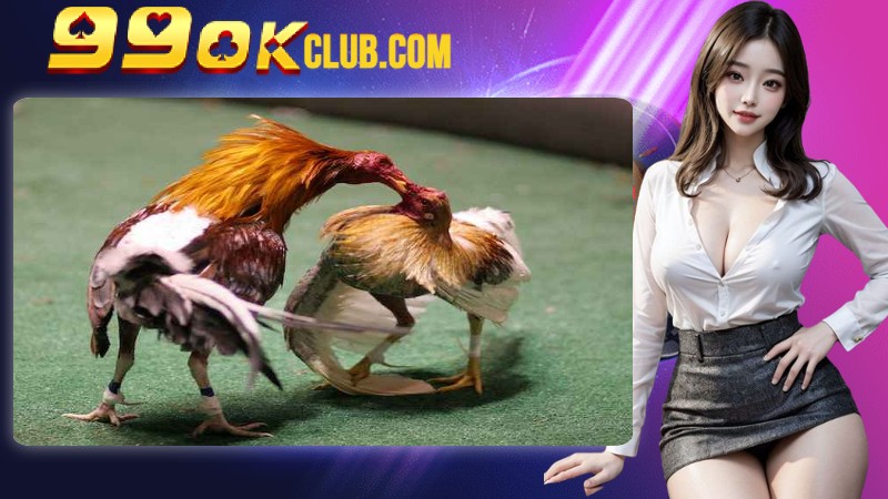 Mẹo giúp bạn luôn thắng khi tham gia cược đá gà cựa dao